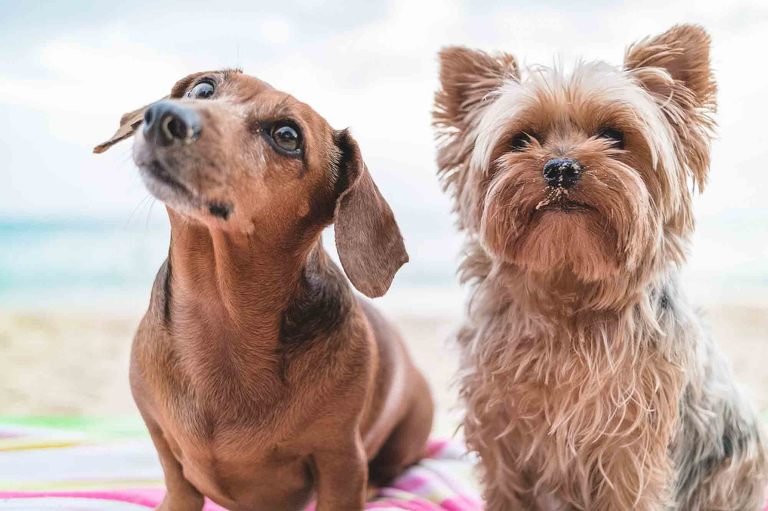 Memphis Photographer two dogs Yorkie and Doxie